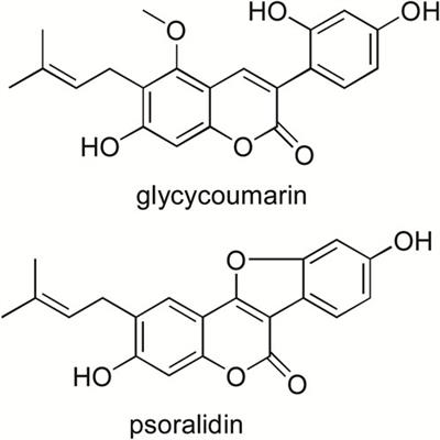 Absorption, tissue distribution, and excretion of glycycoumarin, a major bioactive coumarin from Chinese licorice (Glycyrrhiza uralensis Fisch)